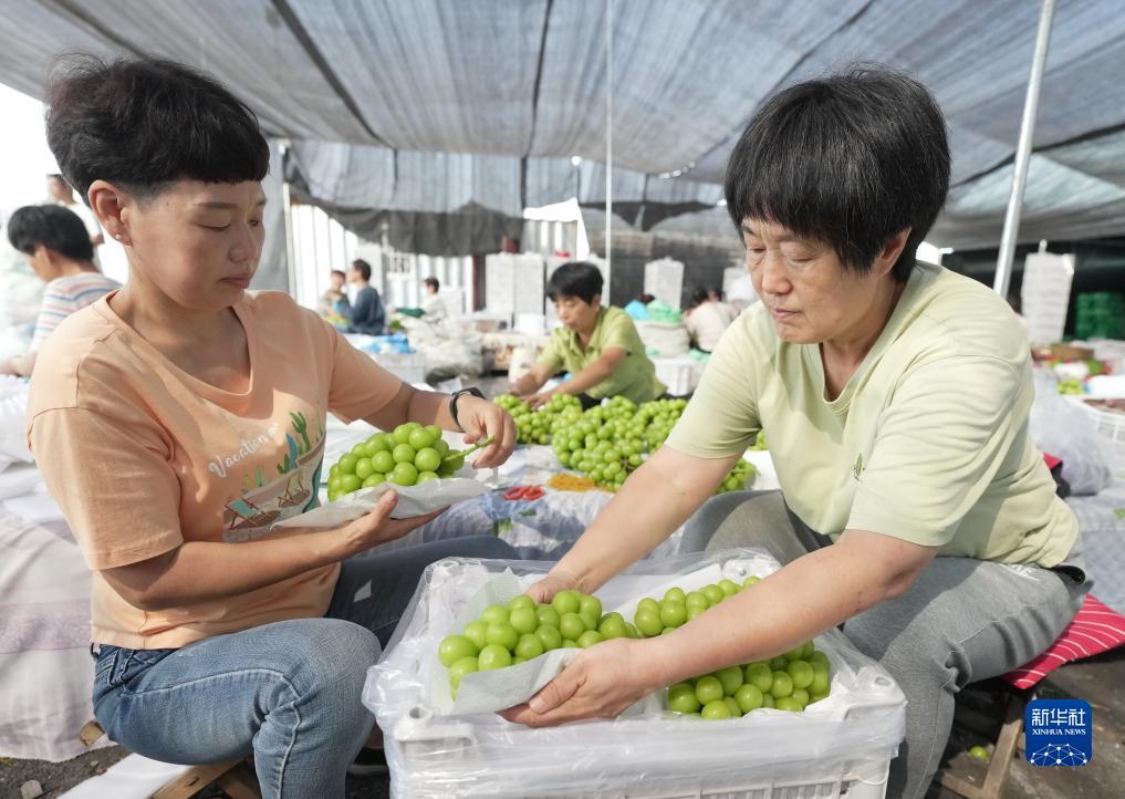 微乐斗地主电脑版下载八喜牌新连炸